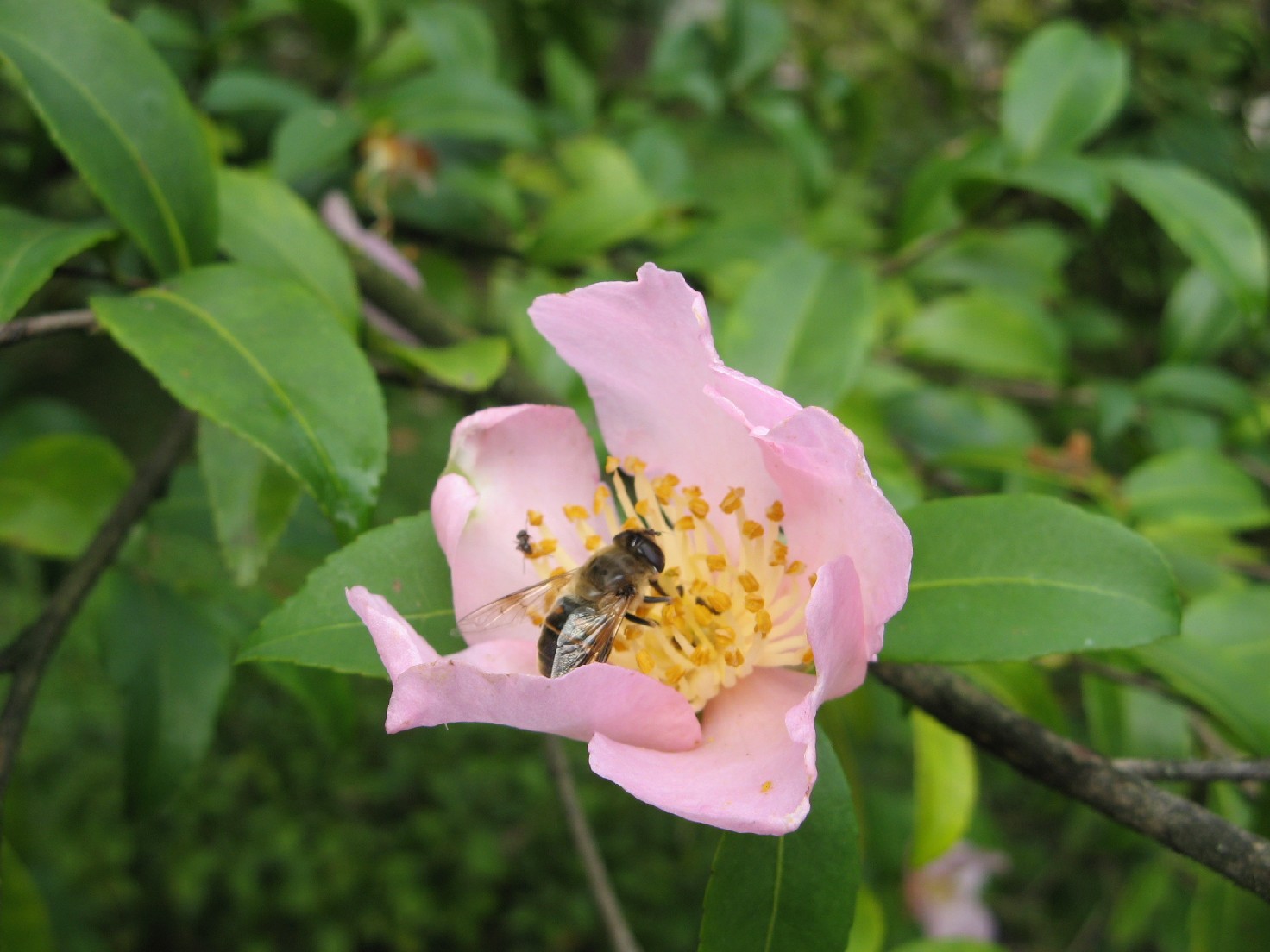 orto botanico (padova)